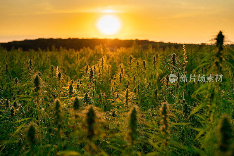 夕阳中的大麻/大麻工业种植园